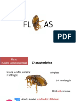 Fleas Parasitology