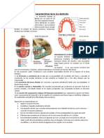 Características de La Dentición Temporal