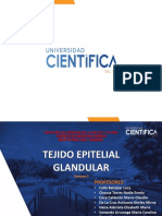 5-T-Tej Epitelial Glandular 2020 2 PDF