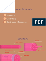 Tesutul Muscular