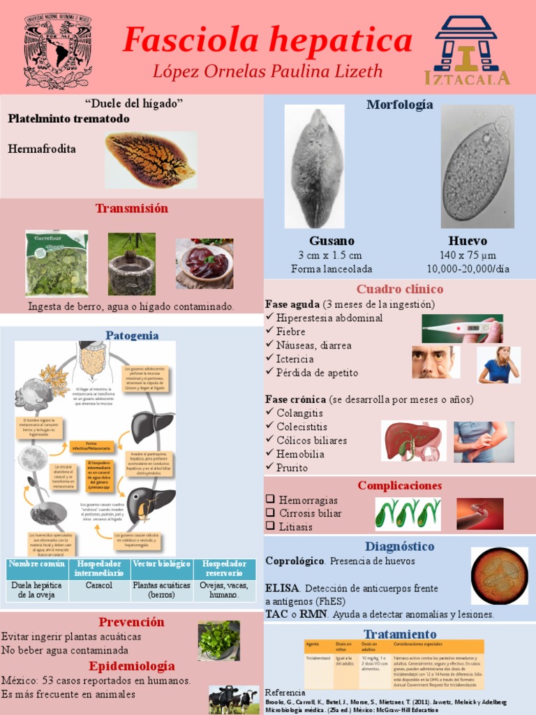 Infografía Fasciola Hepática | PDF | Inmunología | Epidemiología
