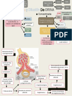 Concentración y Dilución de Orina