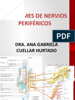 Sindromes de Nervios Periféricos Power Point