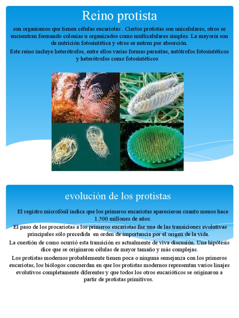 Reino Protista | PDF | Algas | Eucariotas