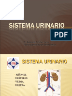 Sistema Urinario