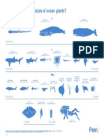 Marine Megafauna Infographic PDF