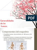 generalidadesdeloshuesos-130804170925-phpapp02