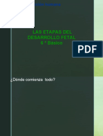 Desarrollo Feto 6º