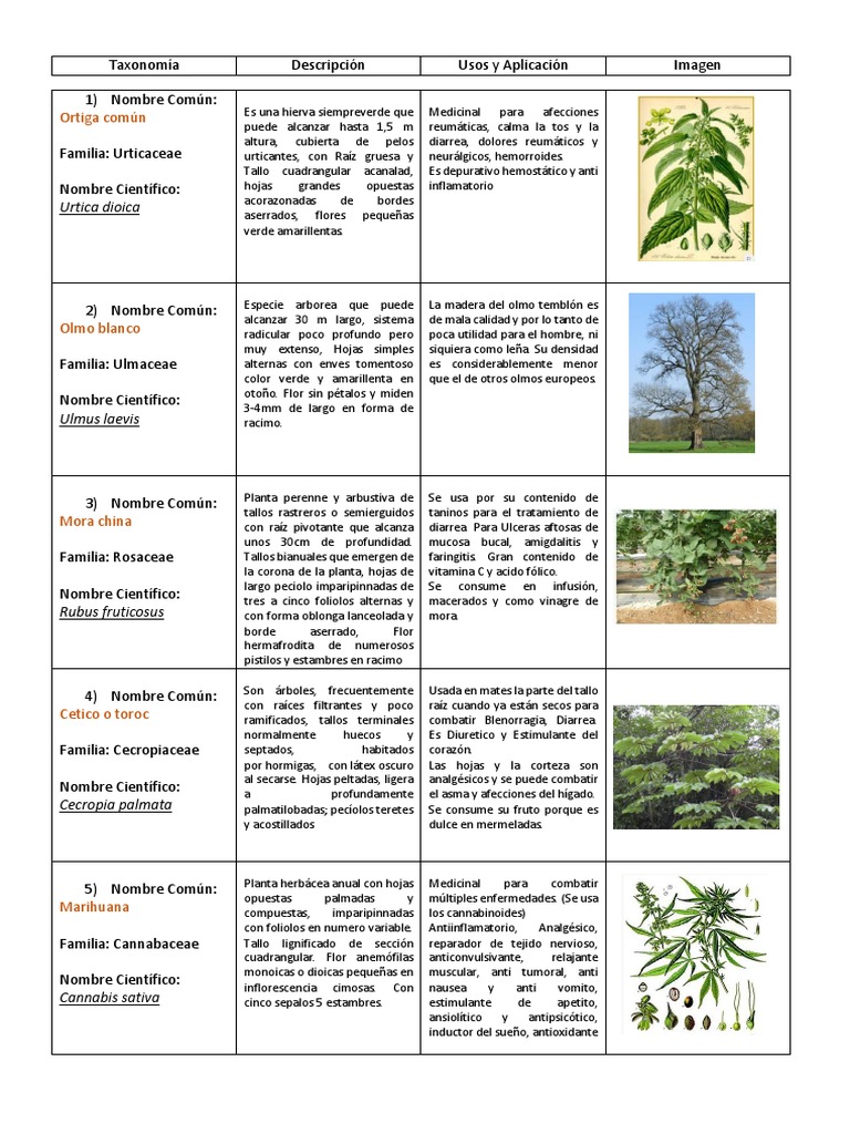 20plantas Descripcion | PDF | Botánica | Plantas, image size:768x1024