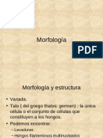 Clase 4 - Morfologia
