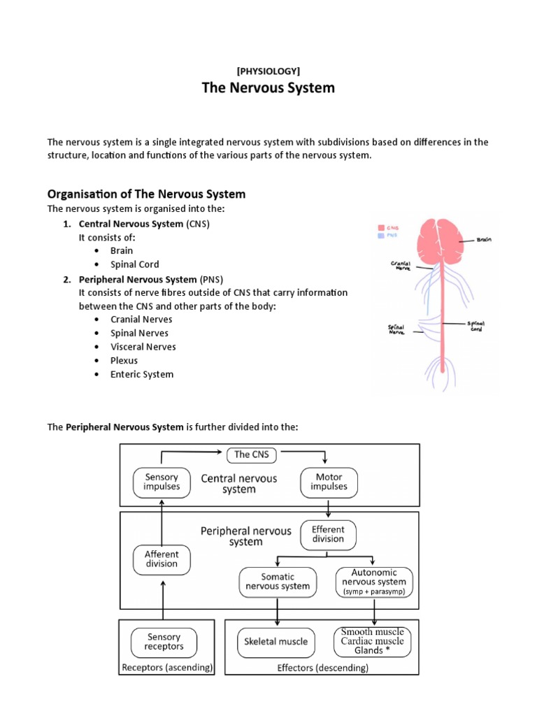 Overview of the Nervous System Structure | PDF | Science & Mathematics