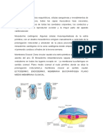 MESODERMO