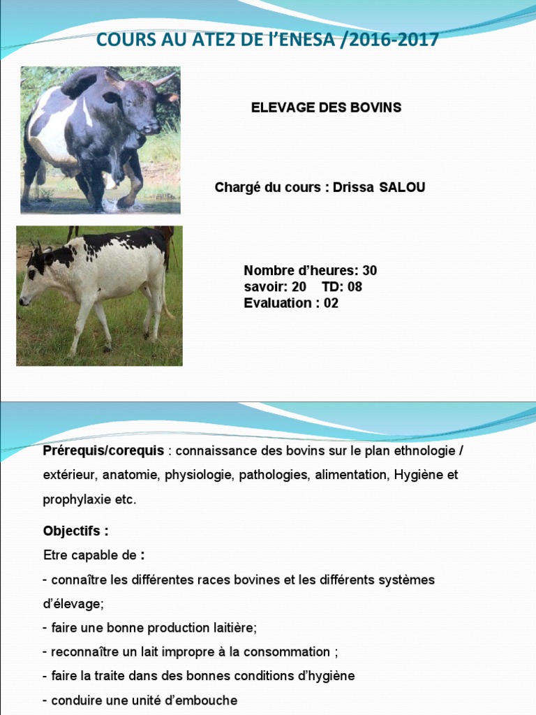 Dispositif d’attache pour vache