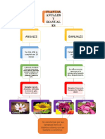 Plantas Anuales y Bianuales Esquema