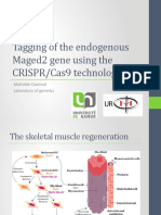 Tagging of The Endogenous Maged2 Gene Using The CRISPR/Cas9 Technology