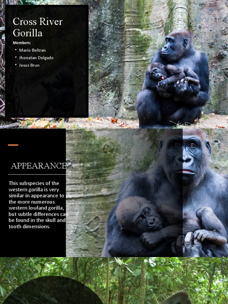 cross-river-gorilla-facts-threats-pdf