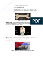 Clasificación de Los Huesos