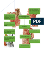 El Trasfondo de La Fosa Pterigomaxilar: Este Tronco Nervioso Emite Las Siguientes Ramas Colaterales