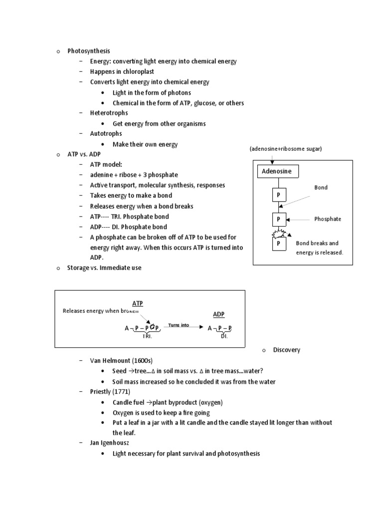 Understanding Photosynthesis Process | PDF | Photosynthesis | Adenosine ...