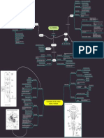 Mapa conceptual tema 11-1 tallo cerebral.pdf