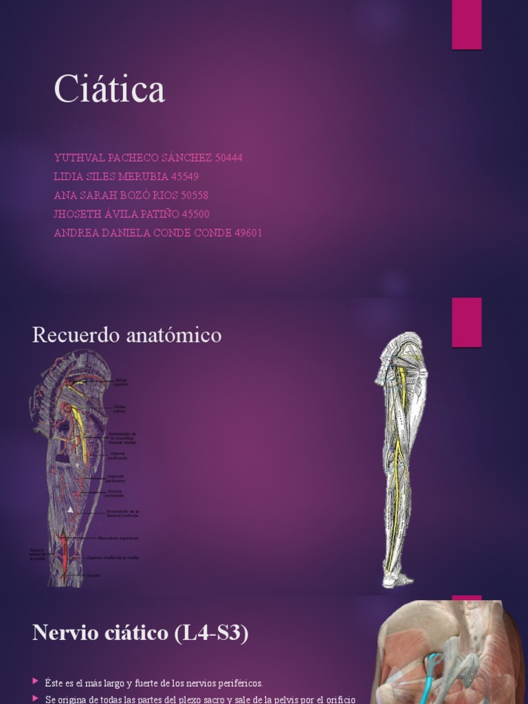 Anatomía y Tratamiento de la Ciática | PDF | Anatomía humana | Sistema ...