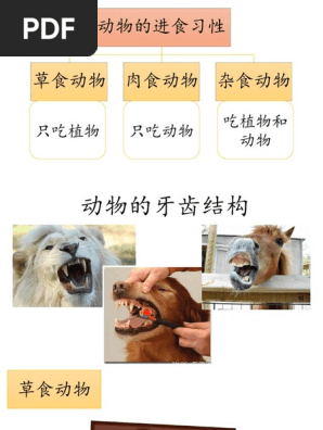动物的牙齿结构和活动本