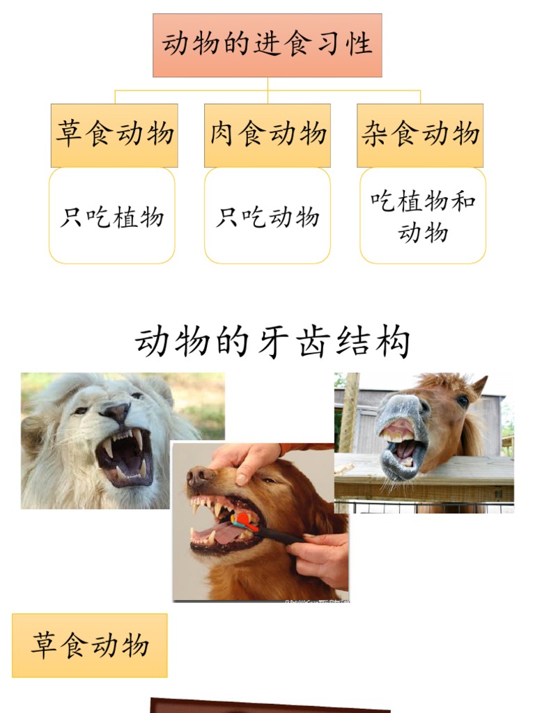 动物的牙齿结构和活动本pdf Pdf