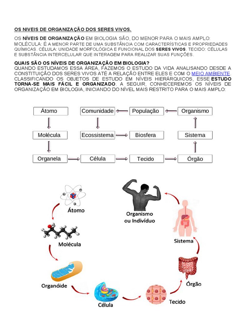 Níveis de Organização dos Seres Vivos | PDF | Célula (Biologia) | Tecido ( Biologia), image size:768x1024