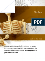 The Anatomy of the Face and Neck