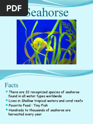 Seahorse.pptx