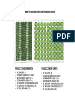 Esquema de Plantación Horticola