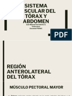 Sistema Muscular Del Tórax y Abdomen PDF