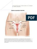 Órgano reproductor femenino: La matriz (útero