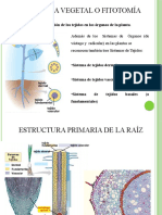 Anatomía vegetal: tejidos y estructura de la raíz