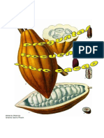 Cartilla Preguntas Sobre Cacao