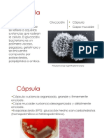 2e Capsula PDF