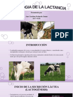 Lactogénesis y eyección de la leche en vacas