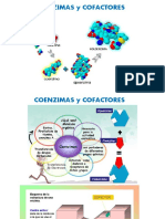 Coenzimas y cofactores inorgánicos