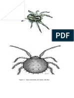 Figure 2. Class Arachnida: (A) Spider, (B) Mite