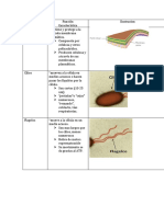 Cuadro de Los Organelos