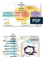 THE OF Aerobic Respirati ON