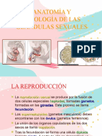 Aparato Reproductor Anatomía y Fisiología