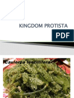 KINGDOM PROTISTA