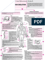 Human Skeleton Concept Map