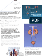 The Urinary System