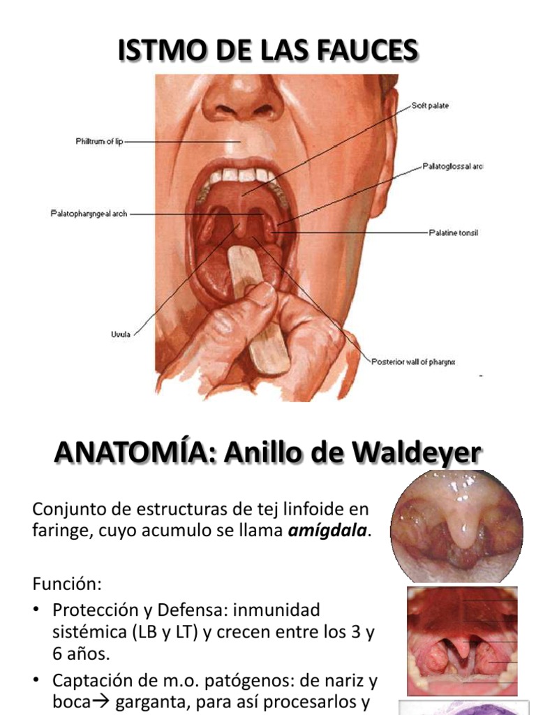 anatom-a-y-funci-n-del-istmo-de-las-fauces-pdf-medicina-clinica