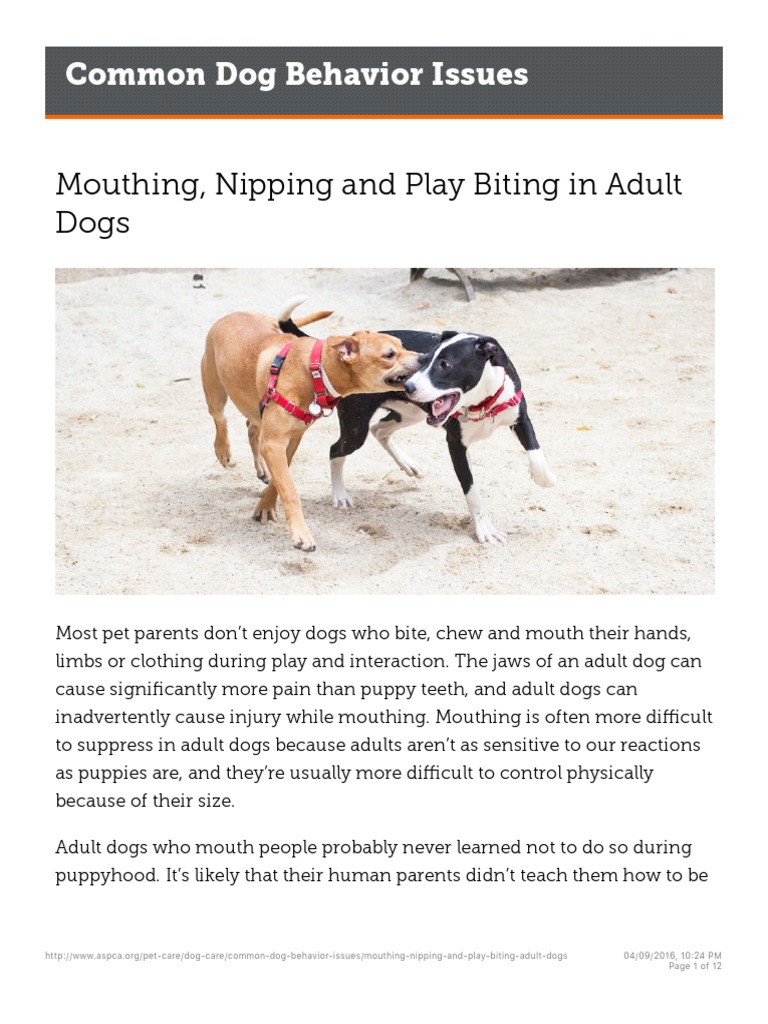 Image showcasing Managing Adult Dog Mouthing Behavior | PDF | Dogs | Aggression