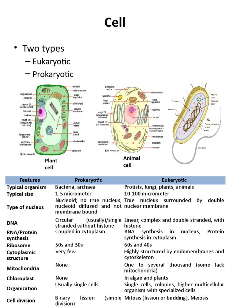 Cell and Its Organelles | PDF | Endoplasmic Reticulum | Cytoplasm