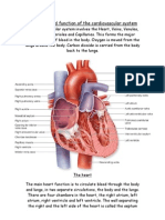 Structure and Function of The Cardiovascular System