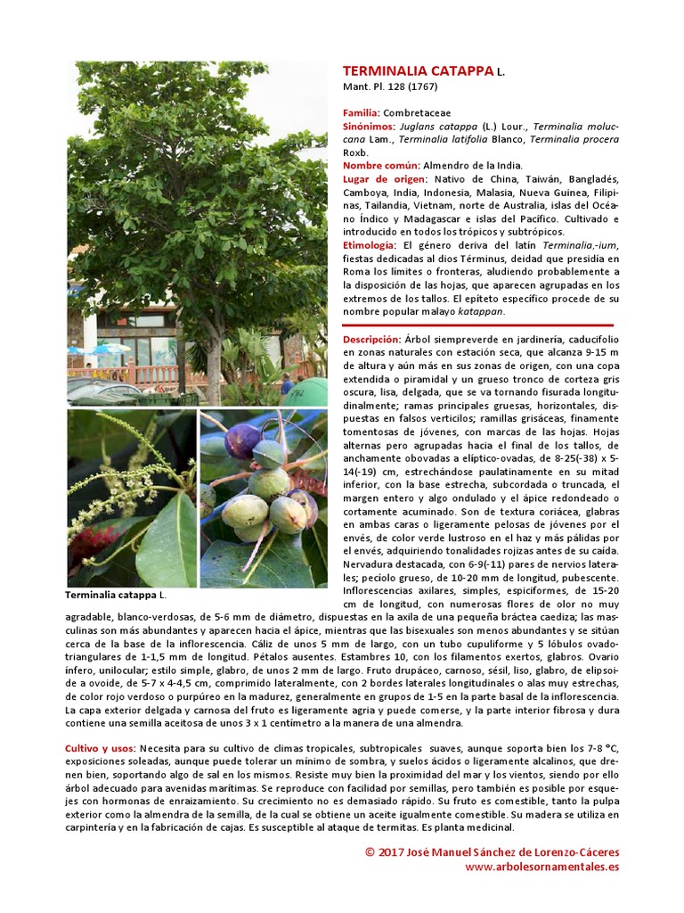 Terminalia Catappa | PDF | Plantas | Botánica